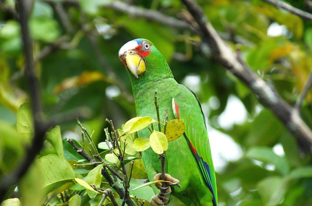 White-fronted Parrot