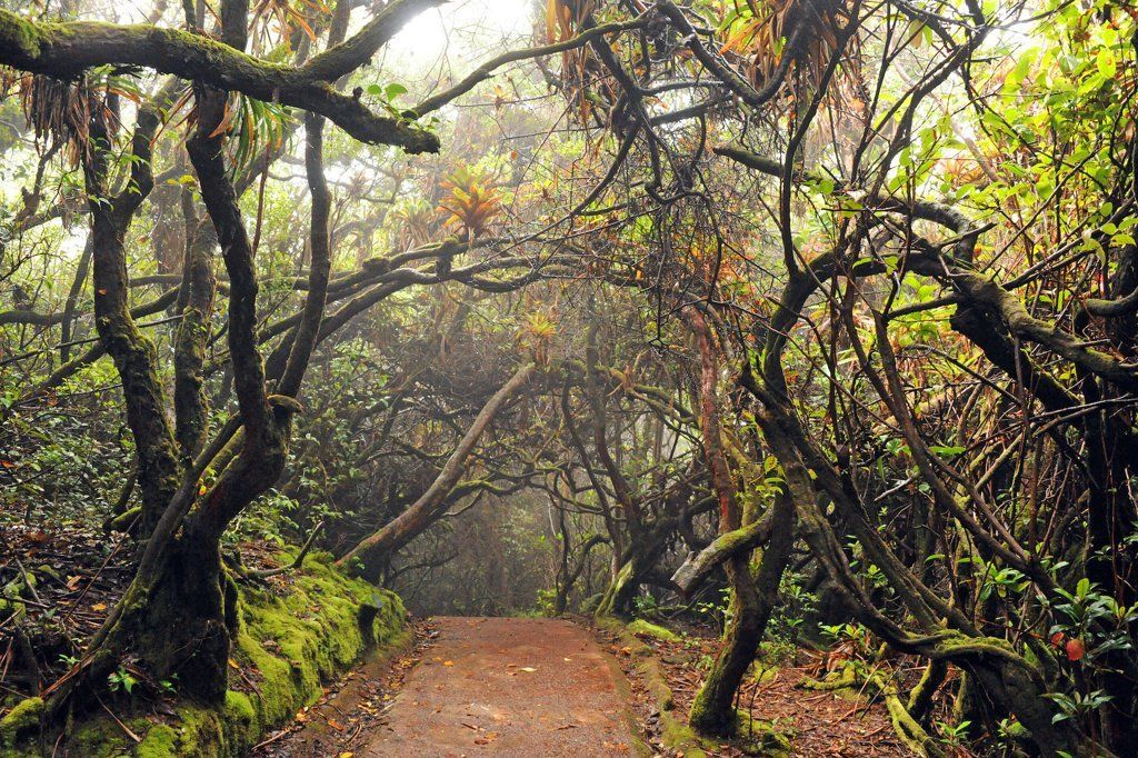 Nature Trail at Poás Volcano National Park, Alajuela, Costa Rica