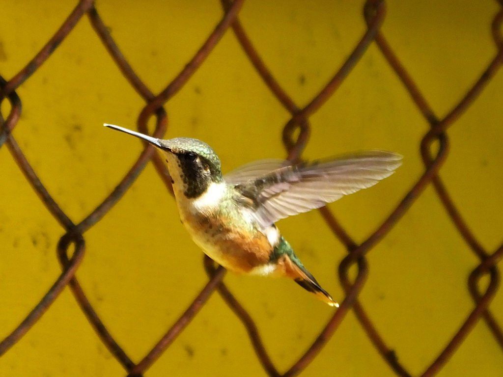 Magenta-throated Woodstar (Estrellita Gorgimagenta)
