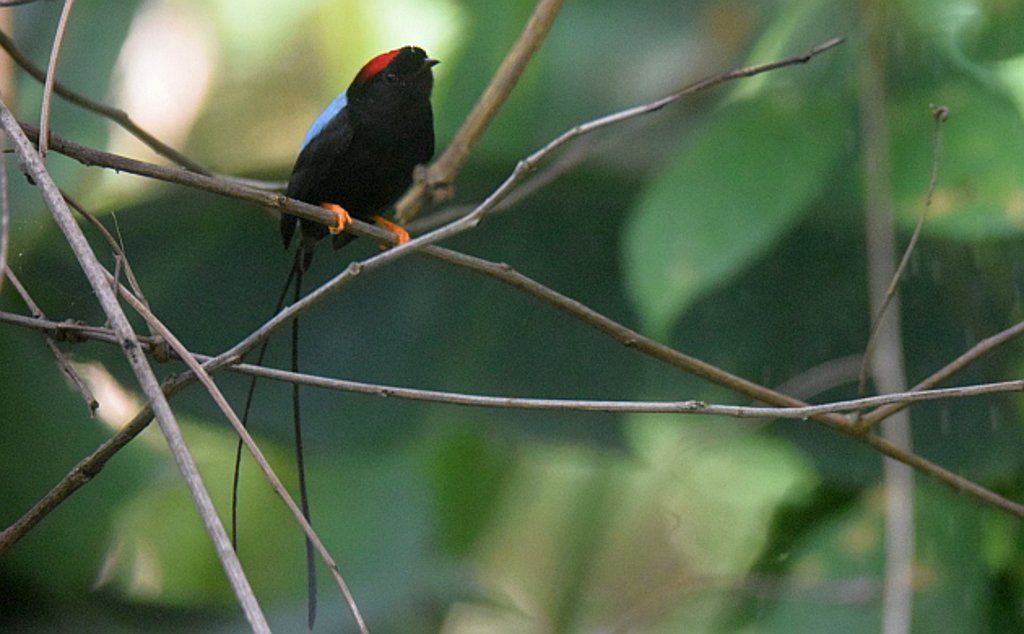 Long tailed Manakin
