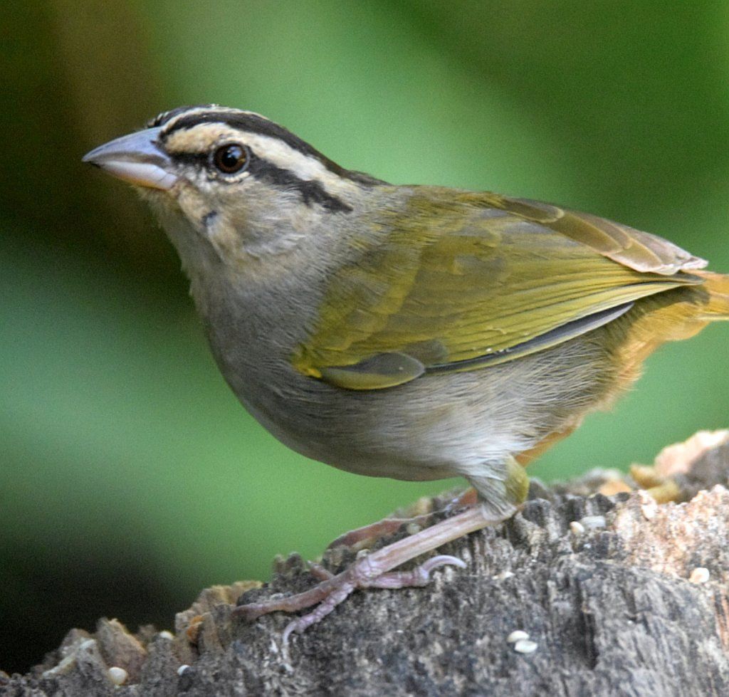 Olive Sparrow – Gorrion olivacea