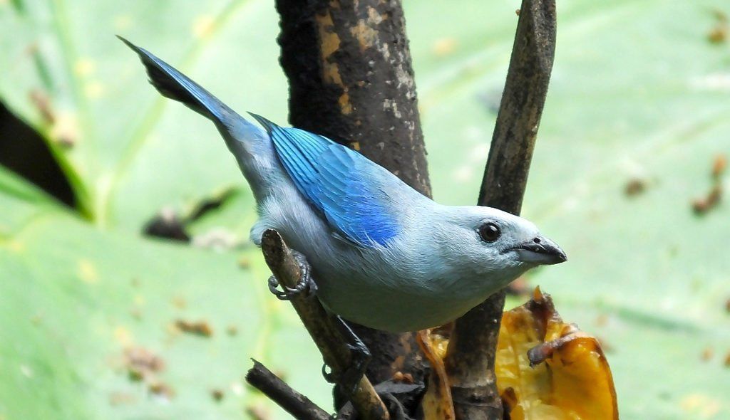 Blue-gray Tanager