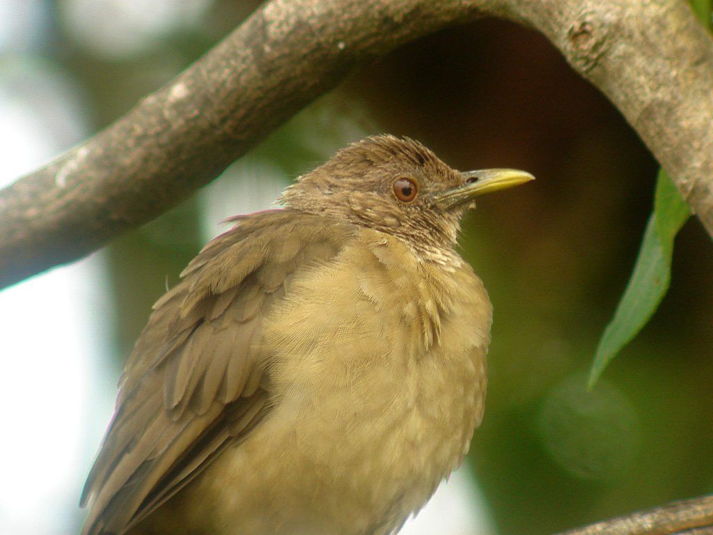 Clay-colored Thrush - Costa Rica's national bird