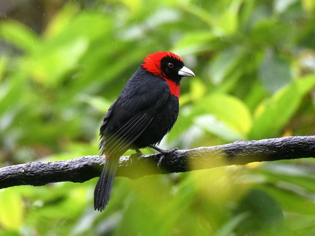 Crimson-collared Tanager (Sargento)