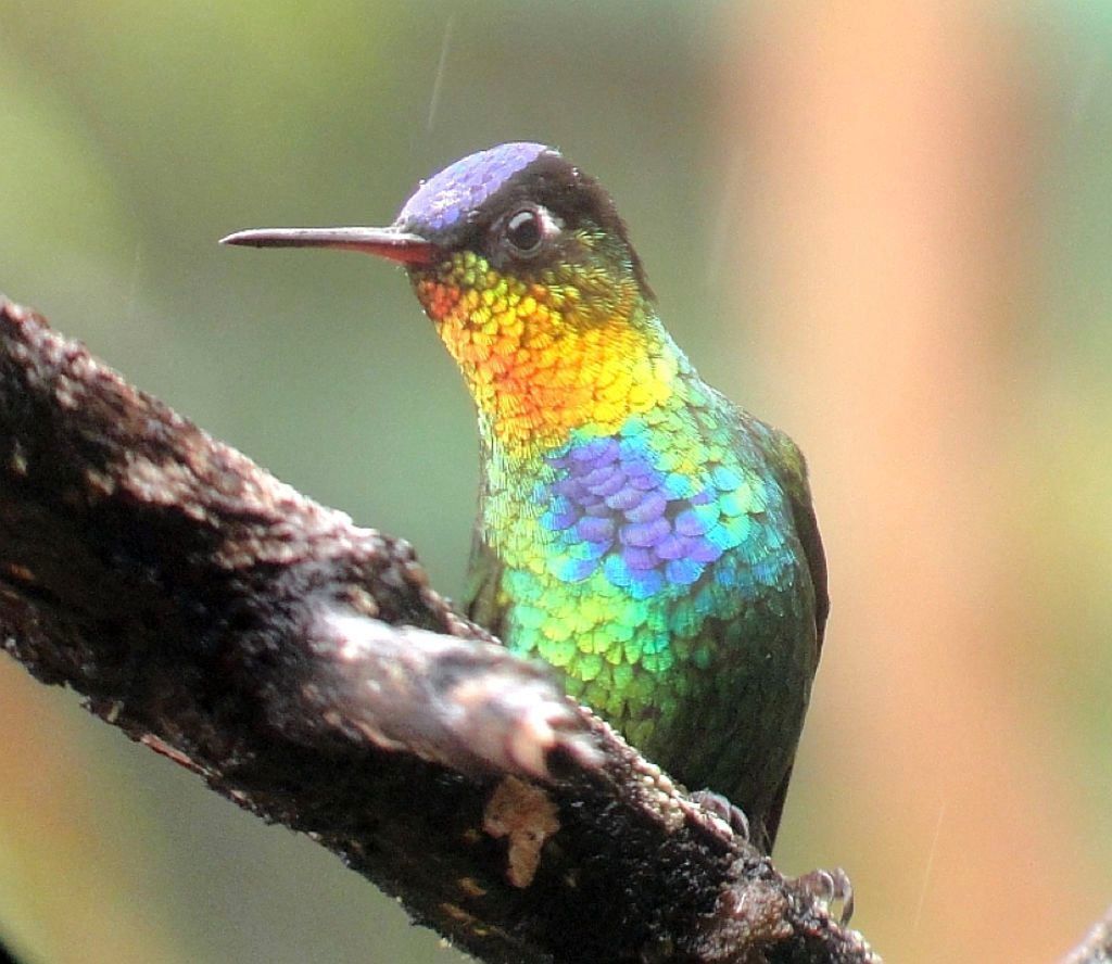 Fiery-throated Hummingbird (Colibri Garganta de Fuego)