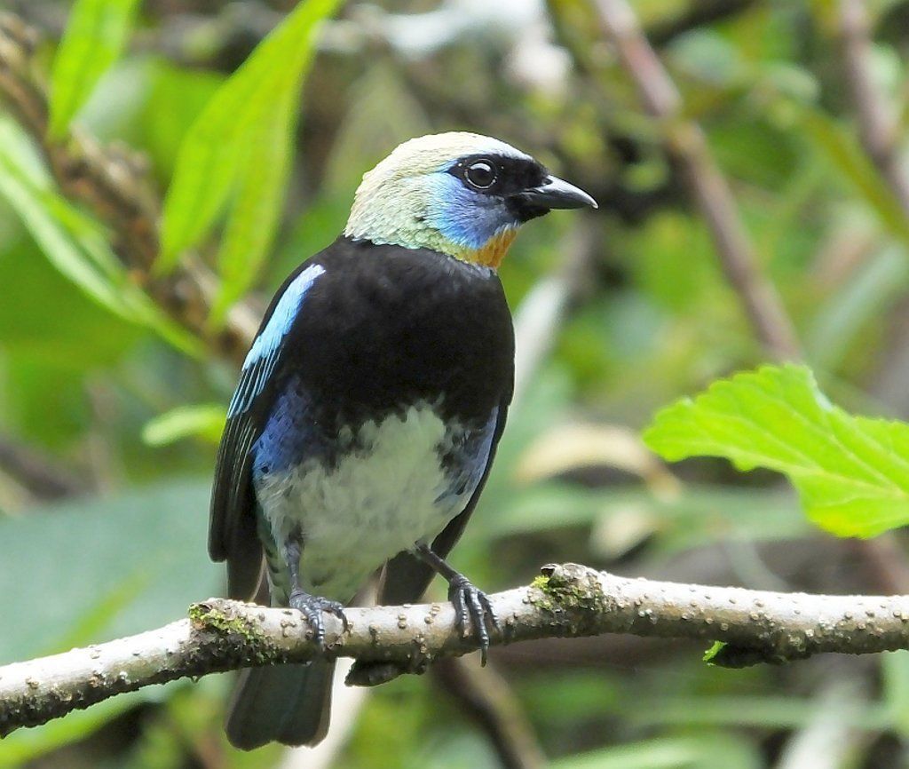 Golden-hooded Tanager (Siete Colores)