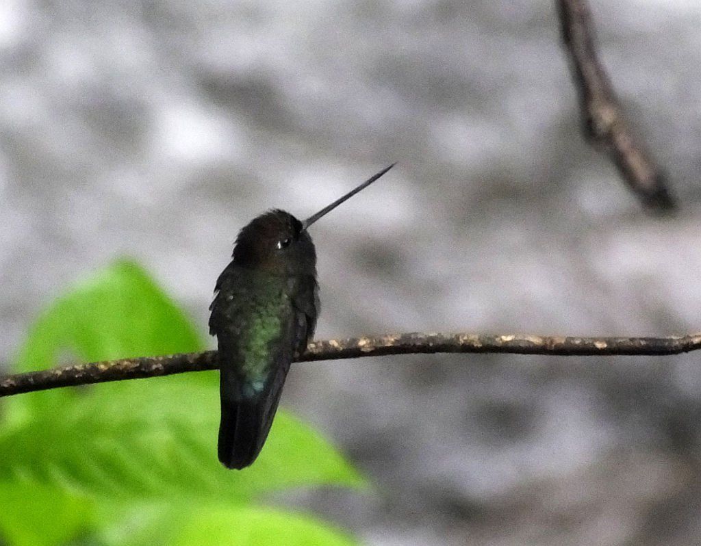 Green-fronted Lancebill (Pico de Lanza de Frente Verde)