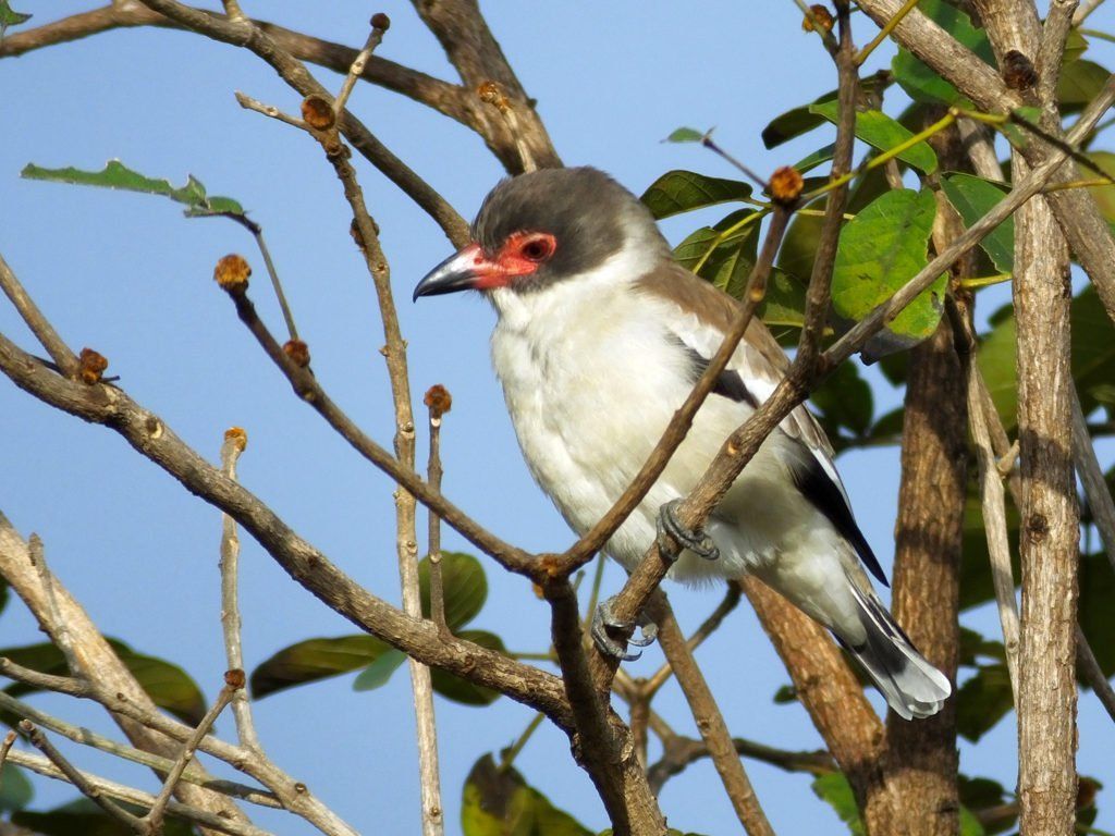 Masked Tityra