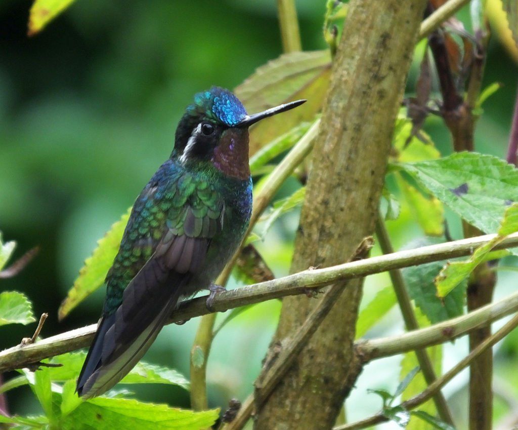 Purple-throated Mountain-Gem (Gema de Montaña Gorgimorada)