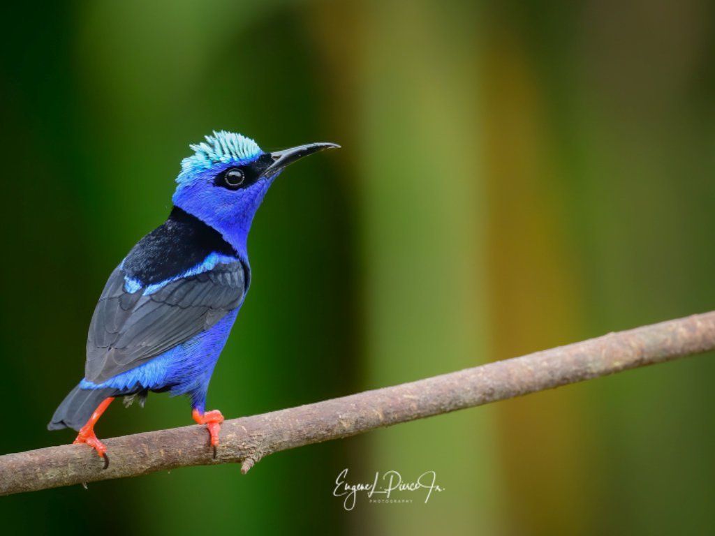 Red-legged Honeycreeper (Mielero de Patas Rojas)