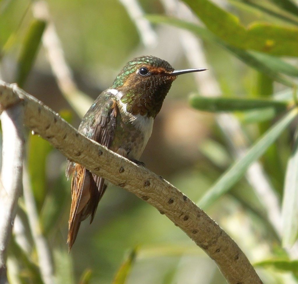 Scintillant Hummingbird (Colibrí Scintillante)