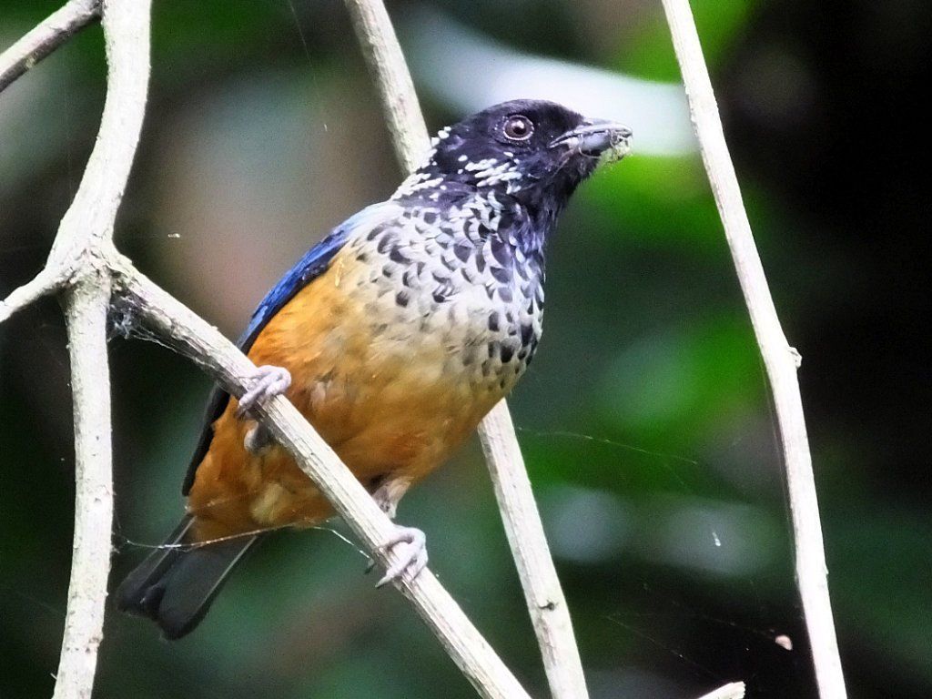 Spangle-cheeked Tanager (Tangara Dowii)