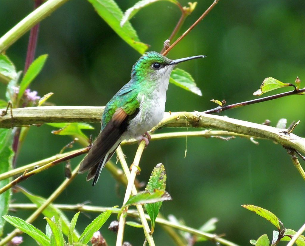Stripe-tailed Hummingbird (Colibri de Cola Rayada)