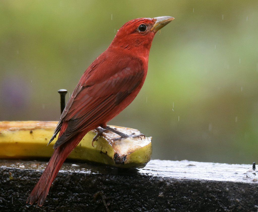 Summer Tanager (Tanager Veranera or Cardinal)