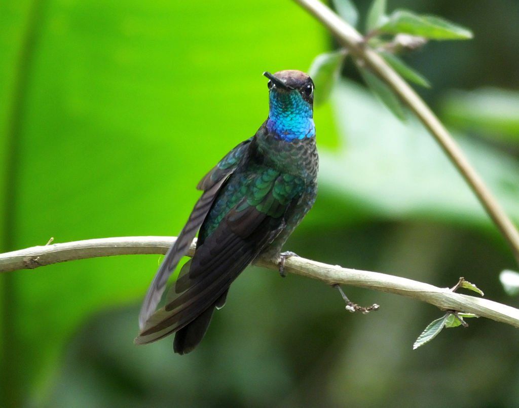 Talamanca Hummingbird (Colibrí de Talamanca)