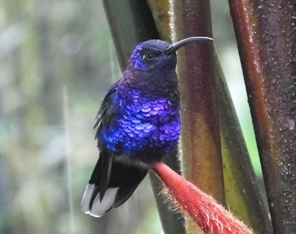 Violet Sabrewing (Ala de Sable Violeta)