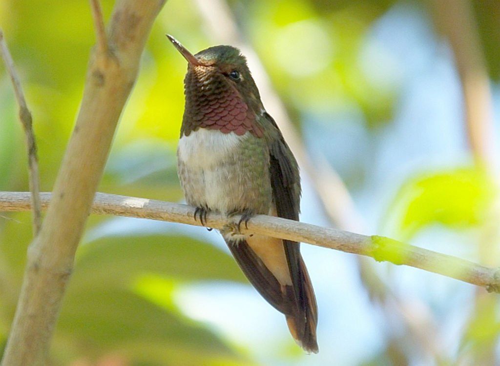 Volcano Hummingbird (Colibrí de Volcán)