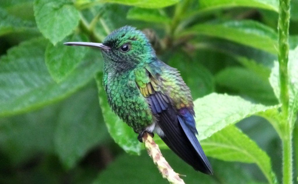 Blue-vented Hummingbird (Amazilia hoffmanni)