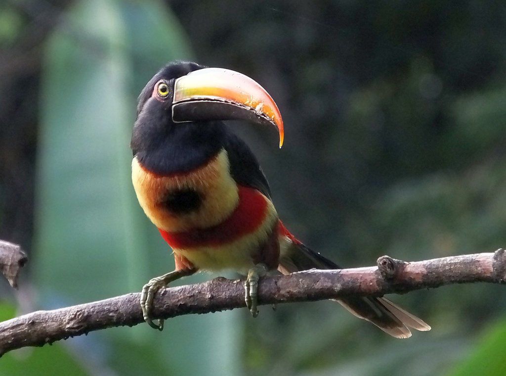 Fiery-billed Aracaris (Pteroglossus frantzii) visit the gardens of Villa San Ignacio