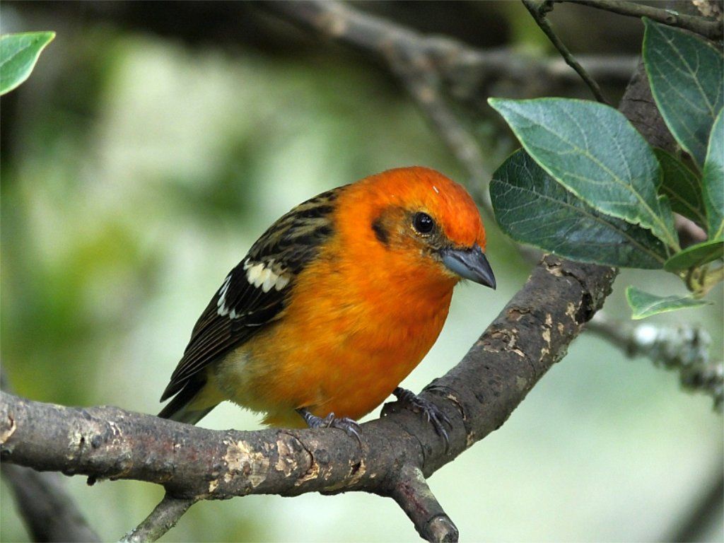 Flame-colored Tanager (Tangara de Fuego)
