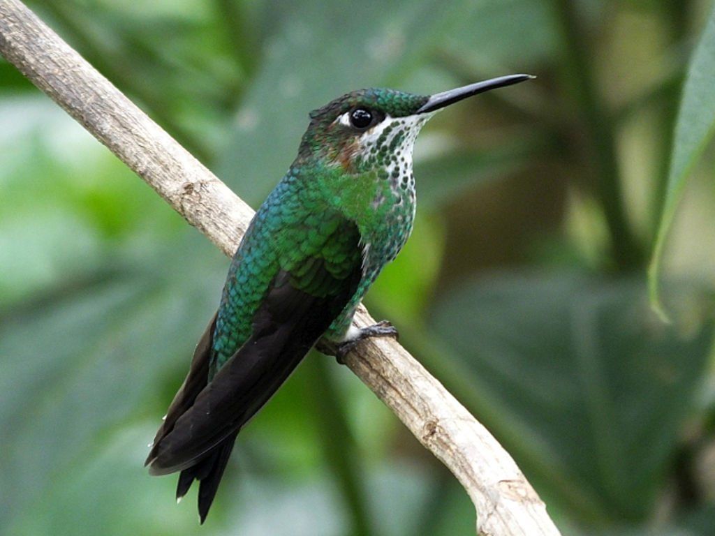 Green-crowned Brilliant (Brillante de Corona Verde)
