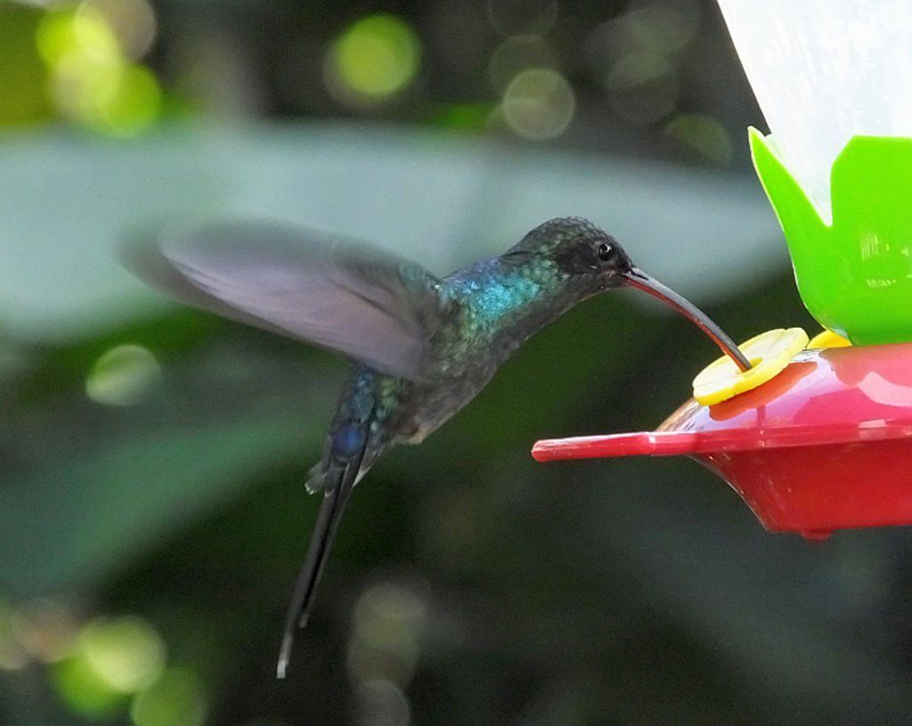 Green Hermit (Ermitaño Verde)