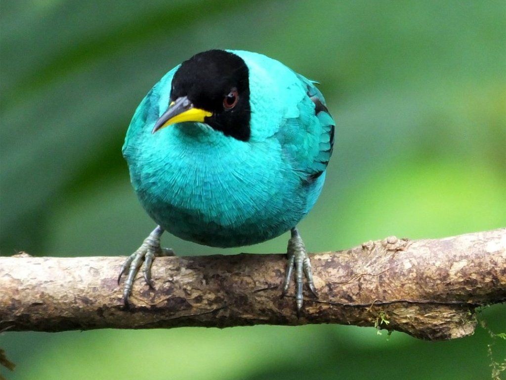 Green Honeycreeper (Mielero Verde)