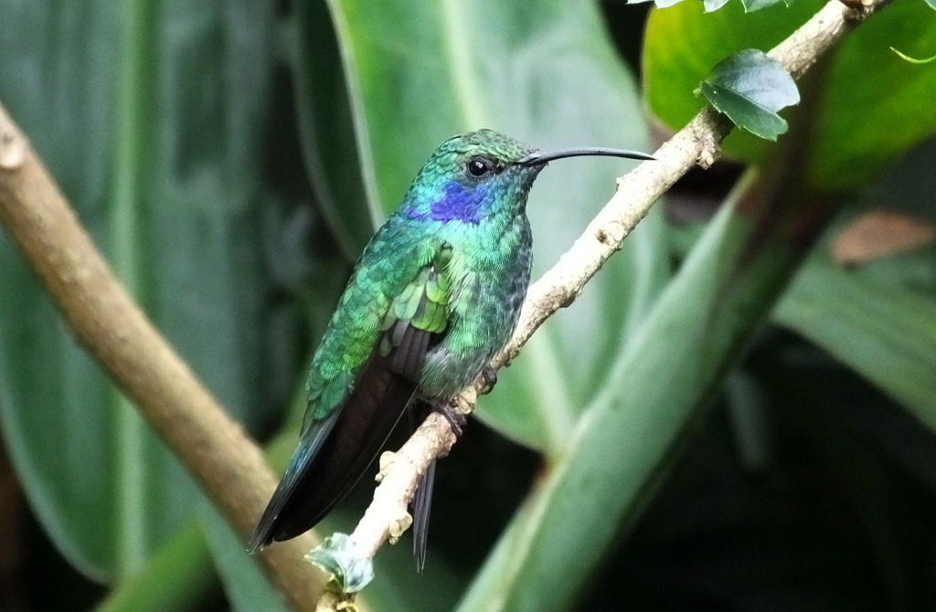 Lesser Violetear (Orejavioleta Pequeña)