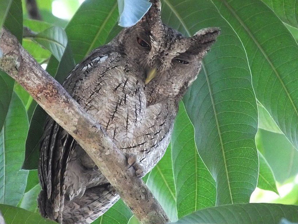 Spot a Pacific Screech Owl
