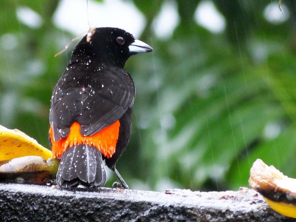 Scarlet-rumped Tanager (Sargento)