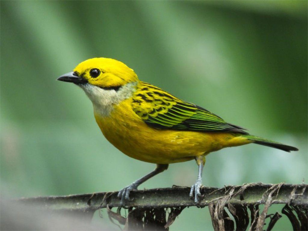 Silver-throated Tanager (Tangara Gorgiplateado)