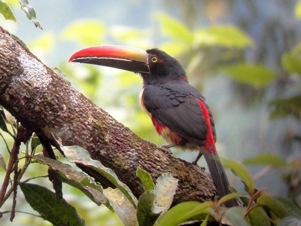 Fiery billed Aracari