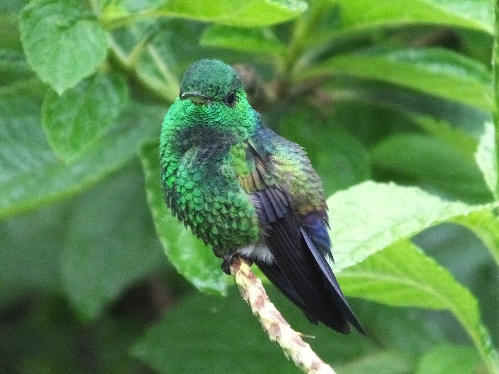 Steely vented Hummingbird
