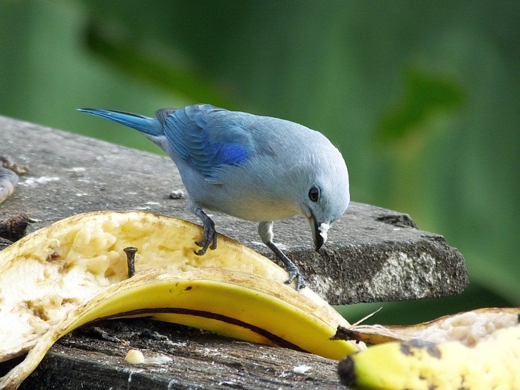 Blue Gray Tanager