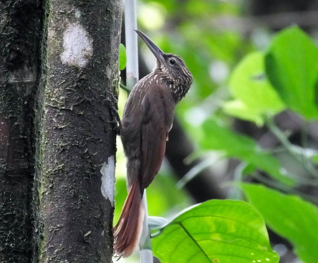 Cocoa Woodcreeper