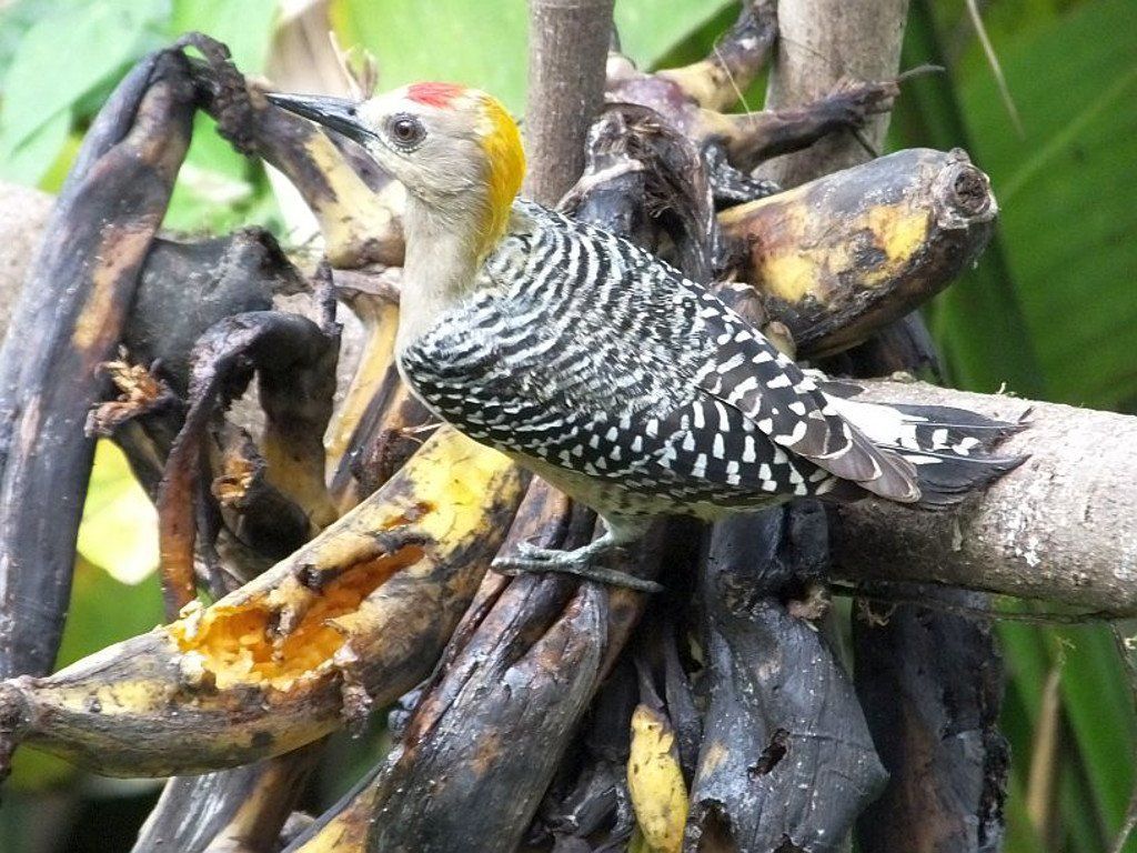 Hoffmann's Woodpecker