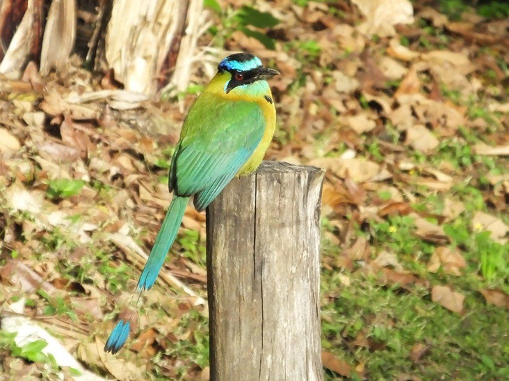 Lesson's MotMot
