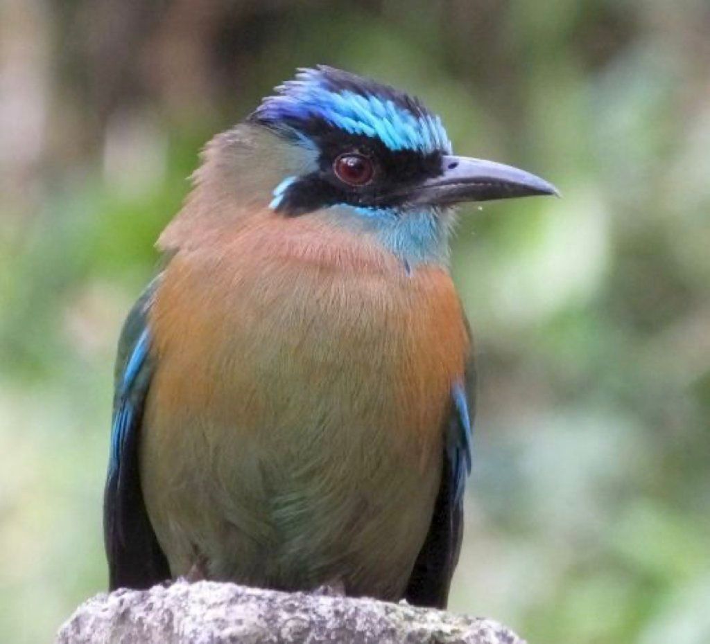 Lesson's Motmot