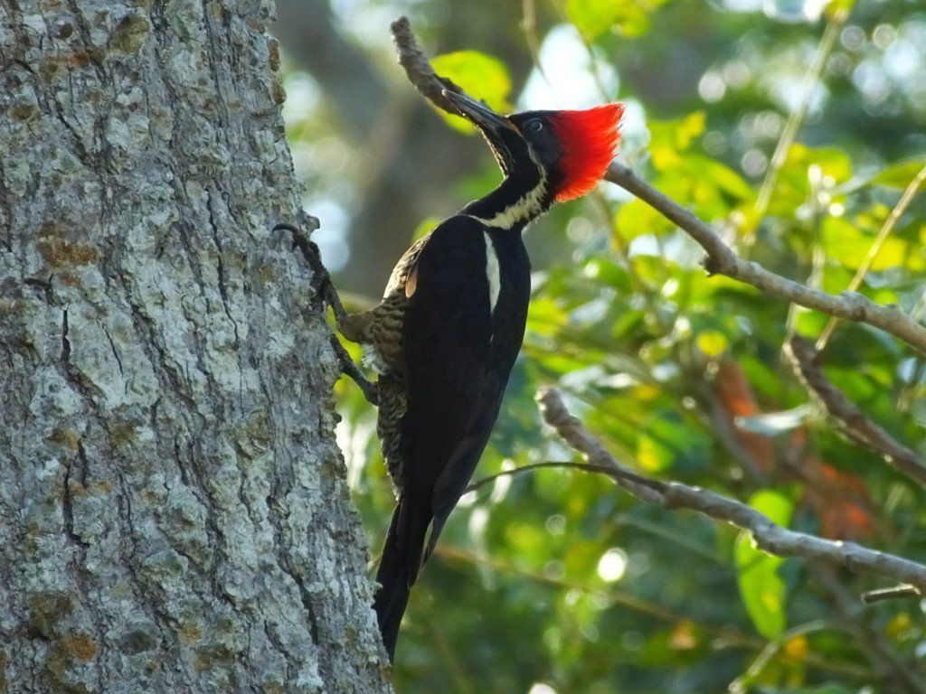 Lineated woodpecker