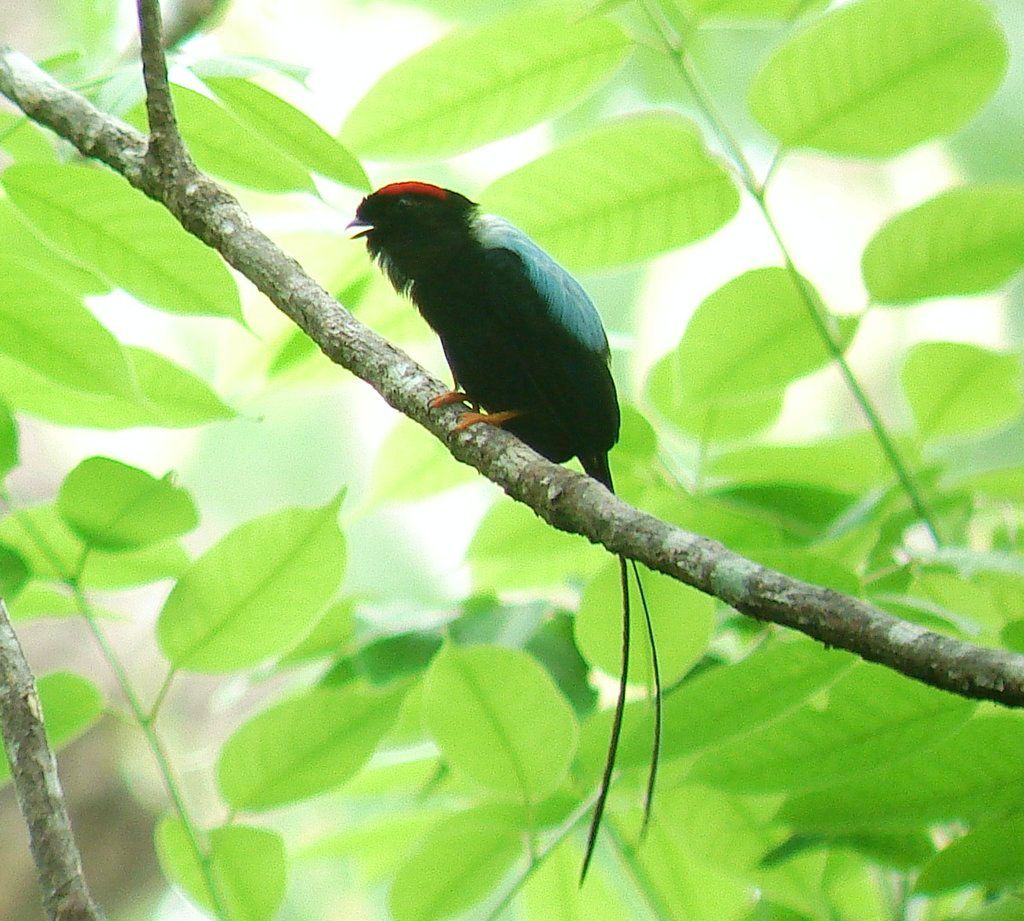 Male long tailed manakin