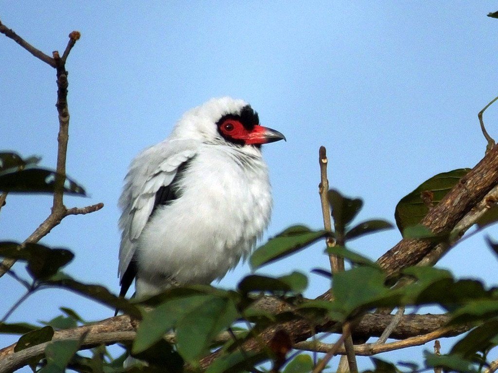Male Masked tityra