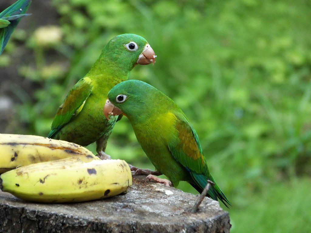 Orange Chinned Parakeet