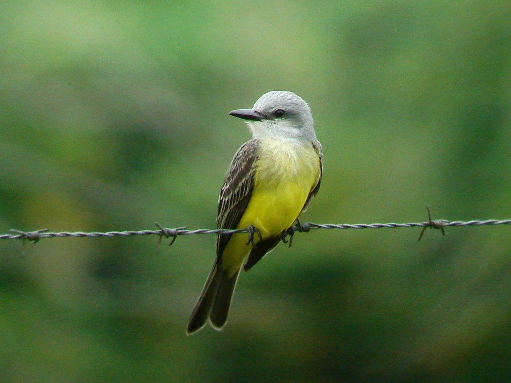 Tropical Kingbird in Costa Rica