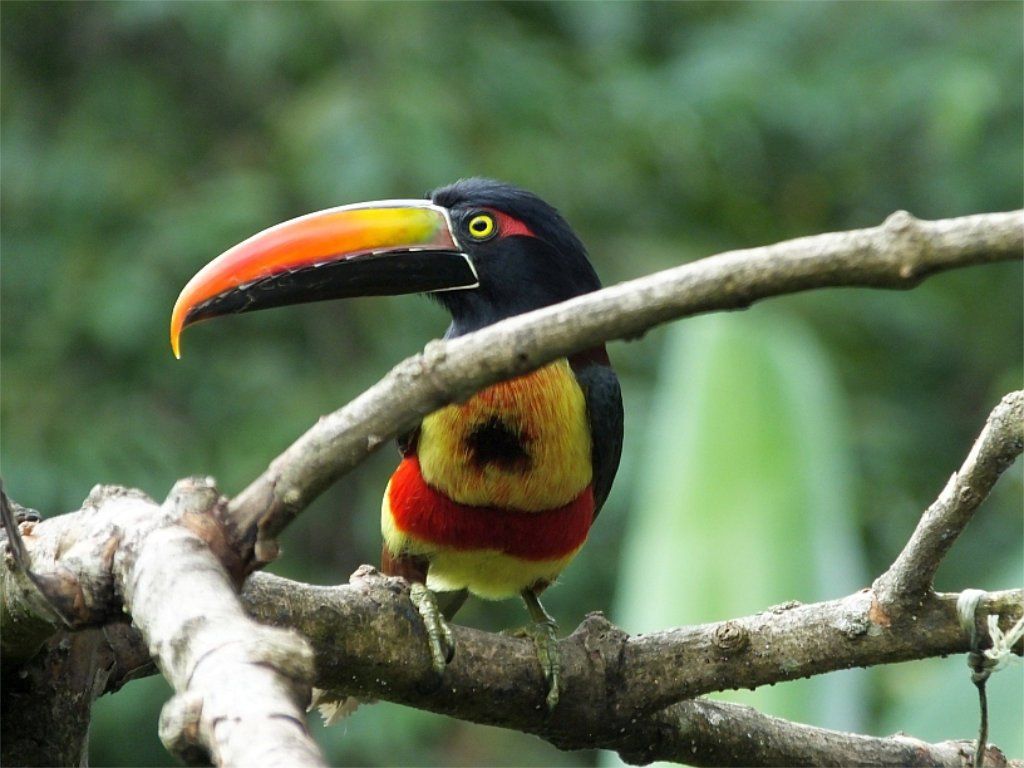 A toucan or two might even make an appearance. The Fiery-billed Aracari (Aracari piquinaranja) is one of two species of toucans that occurs at Villa San Ignacio.