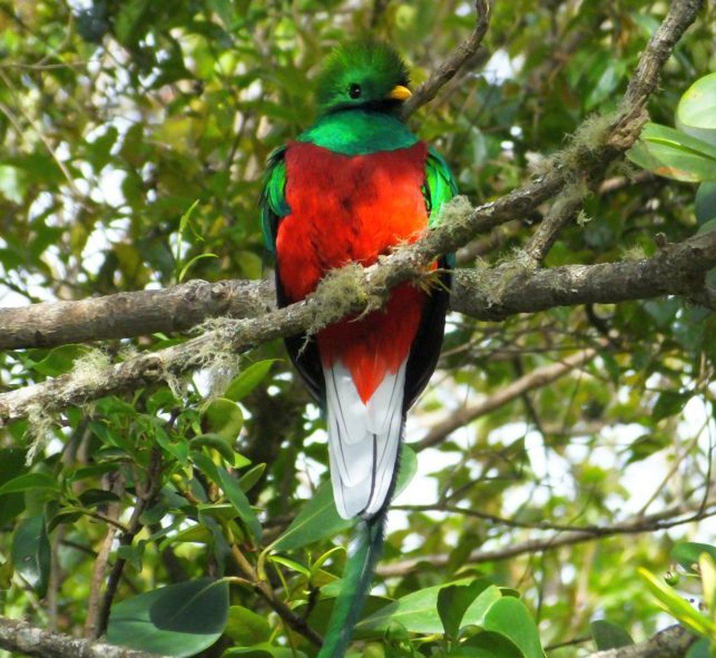The resplendent quetzal can be found in Costa Rica