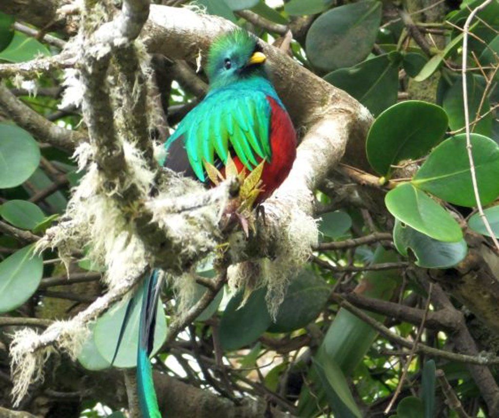 Resplendent quetzal
