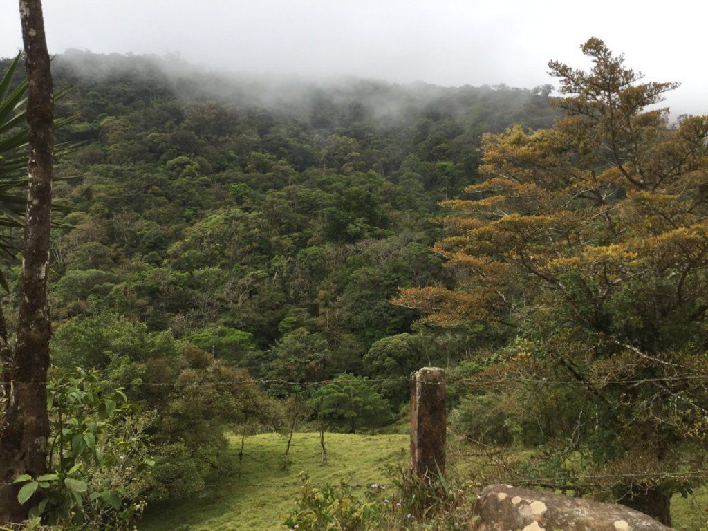 San Ramón Cloud Forest