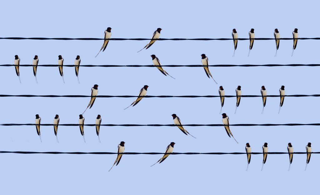 Swallows’ song announce Spring is near