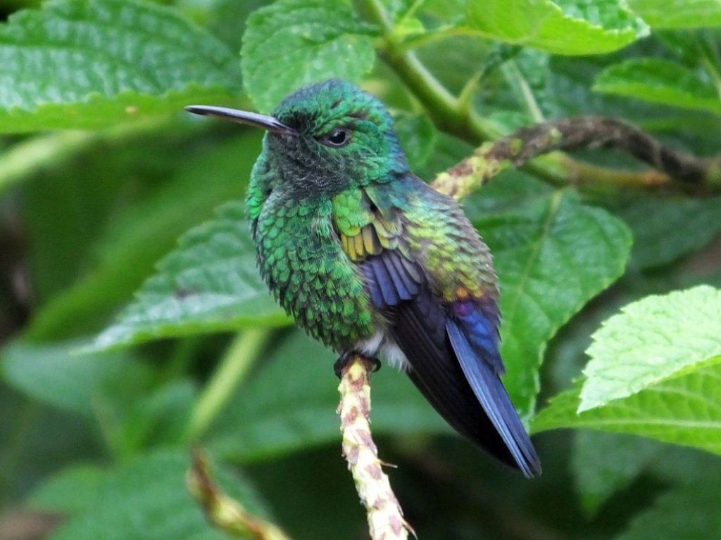 The beautiful tropical gardens at Villa San Ignacio are excellent for getting pictures of the exquisite Blue-vented Hummingbird (Colibri vientriazul) and many other species.
