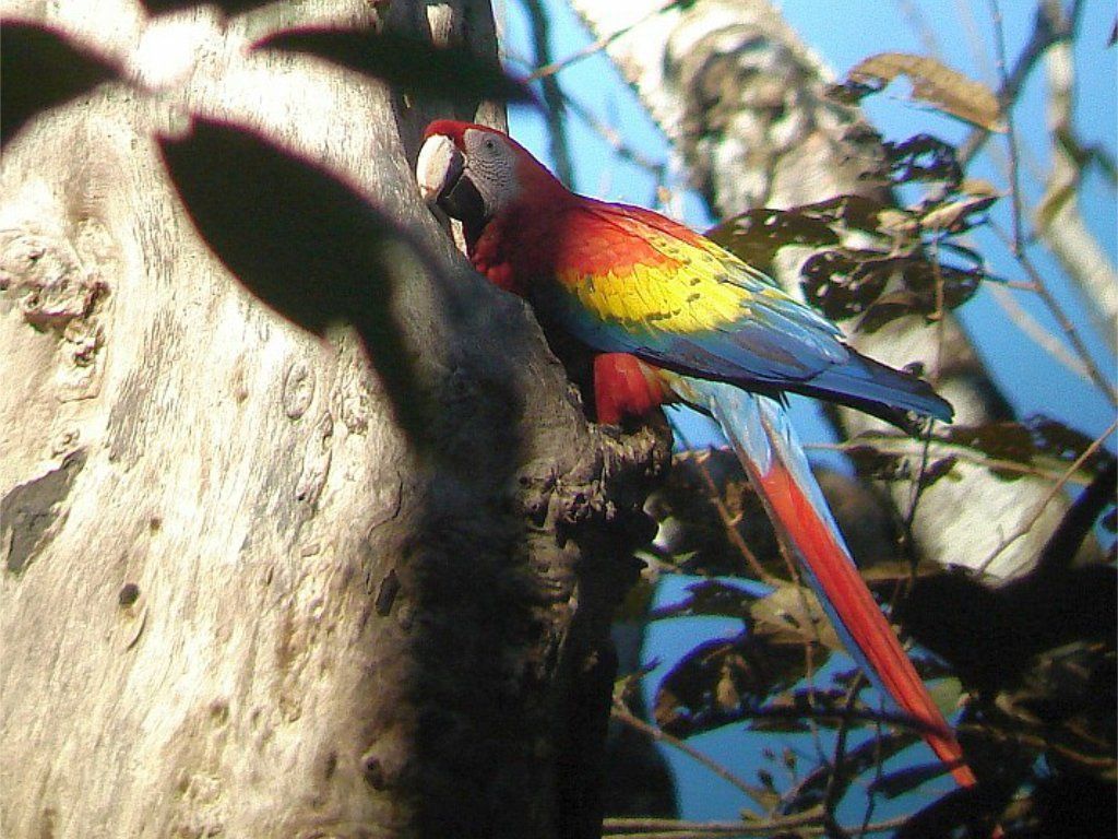 Scarlet Macaws are easy to spot in Costa Rica